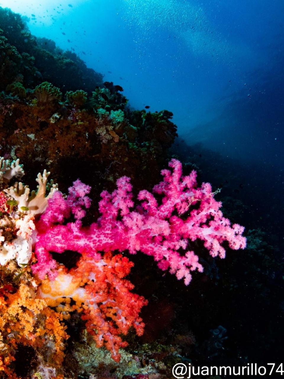 Marind Dive Eco Resort Waha Extérieur photo
